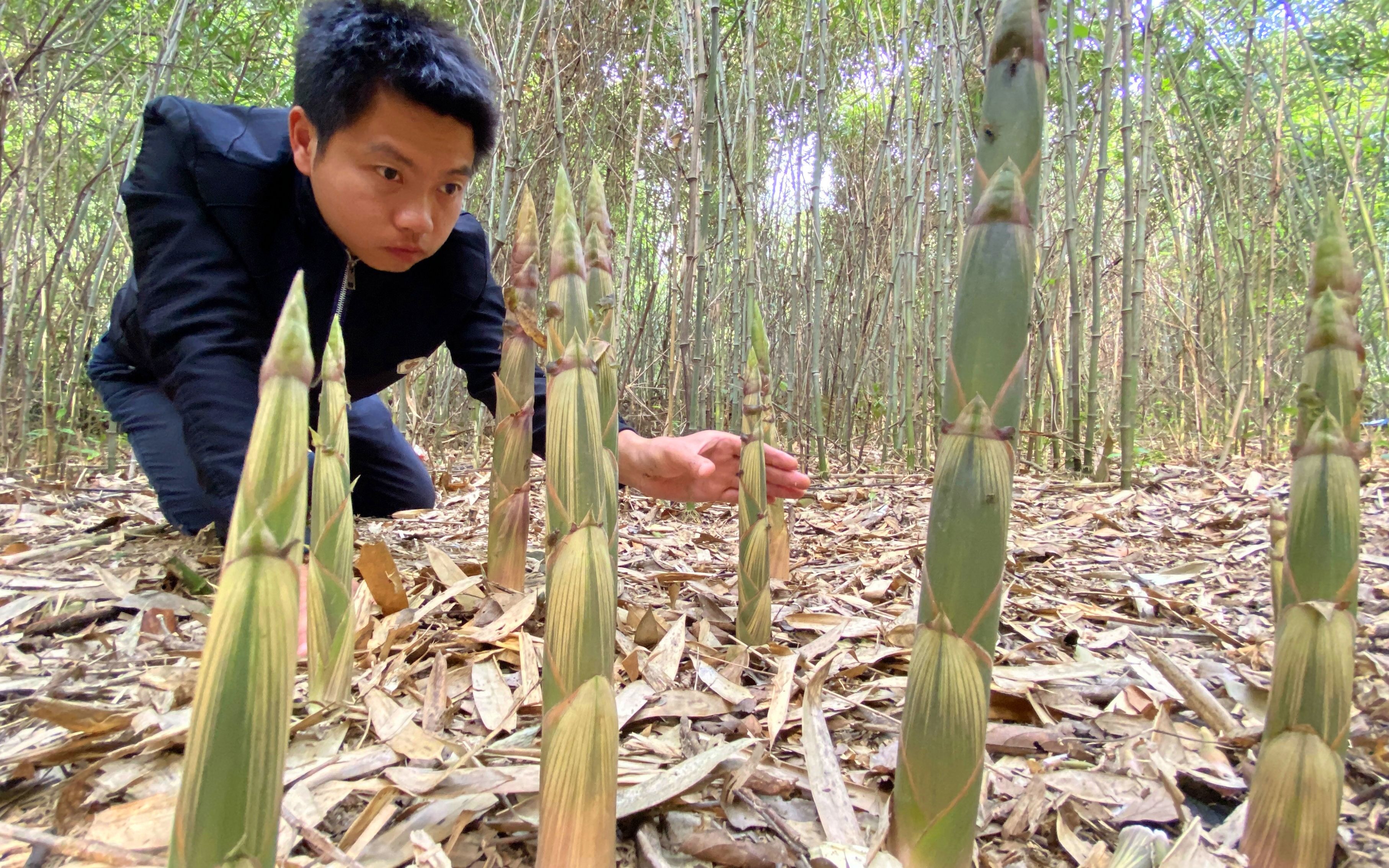 小伙上山拔野笋,钻进竹林遍地都是,多到拔不完,直呼好过瘾