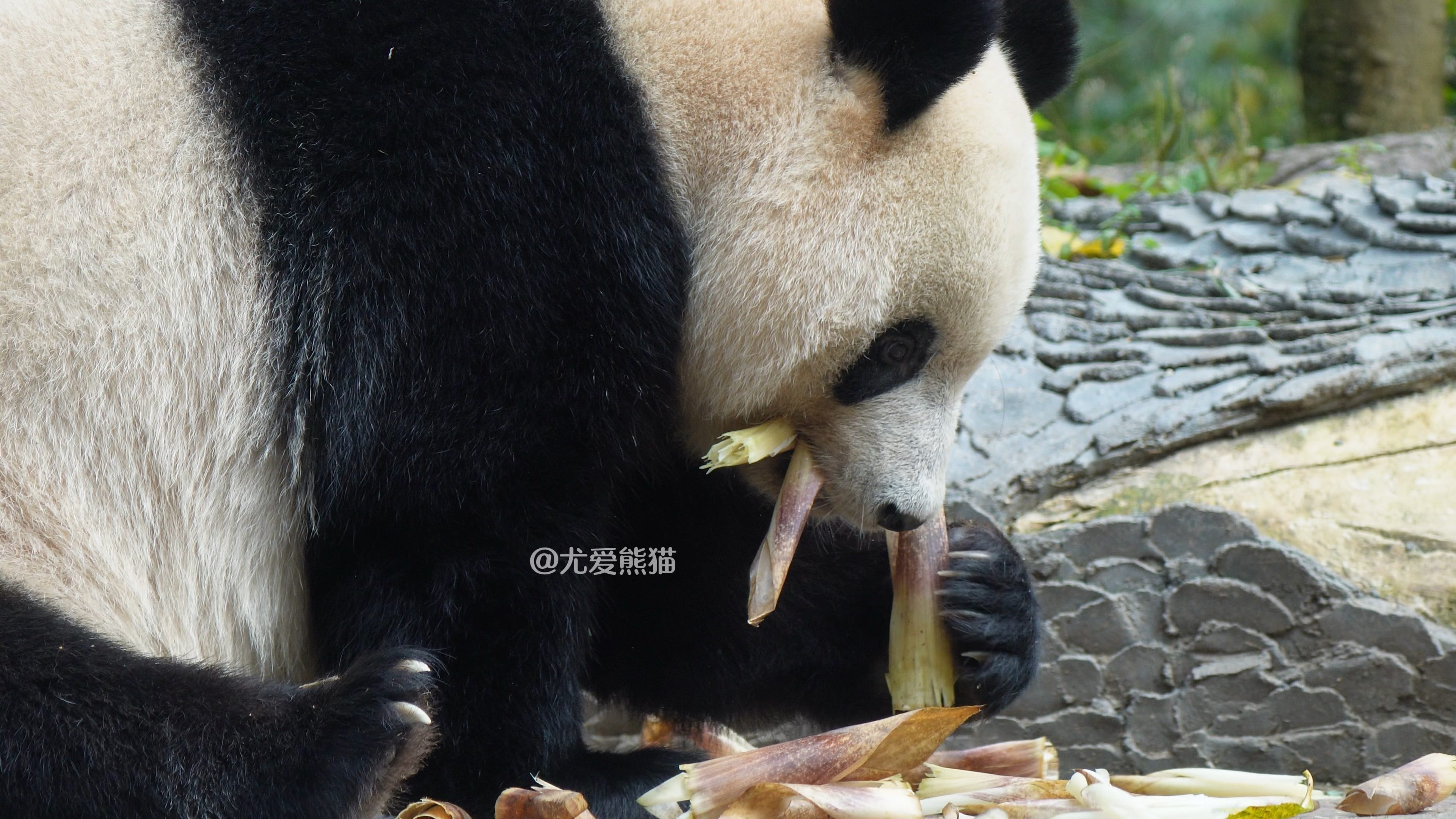 香香打包笋皮,饭扫光行动.这是要把奶爸奶妈挂网上啊,笋太好吃了!哔哩哔哩bilibili