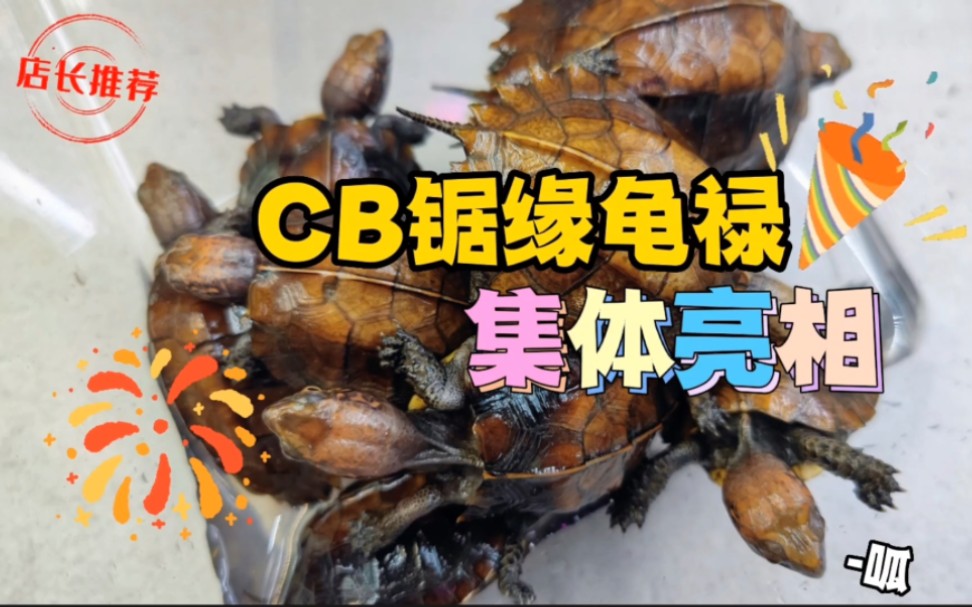 人工CB锯缘龟禄集体亮相!哔哩哔哩bilibili