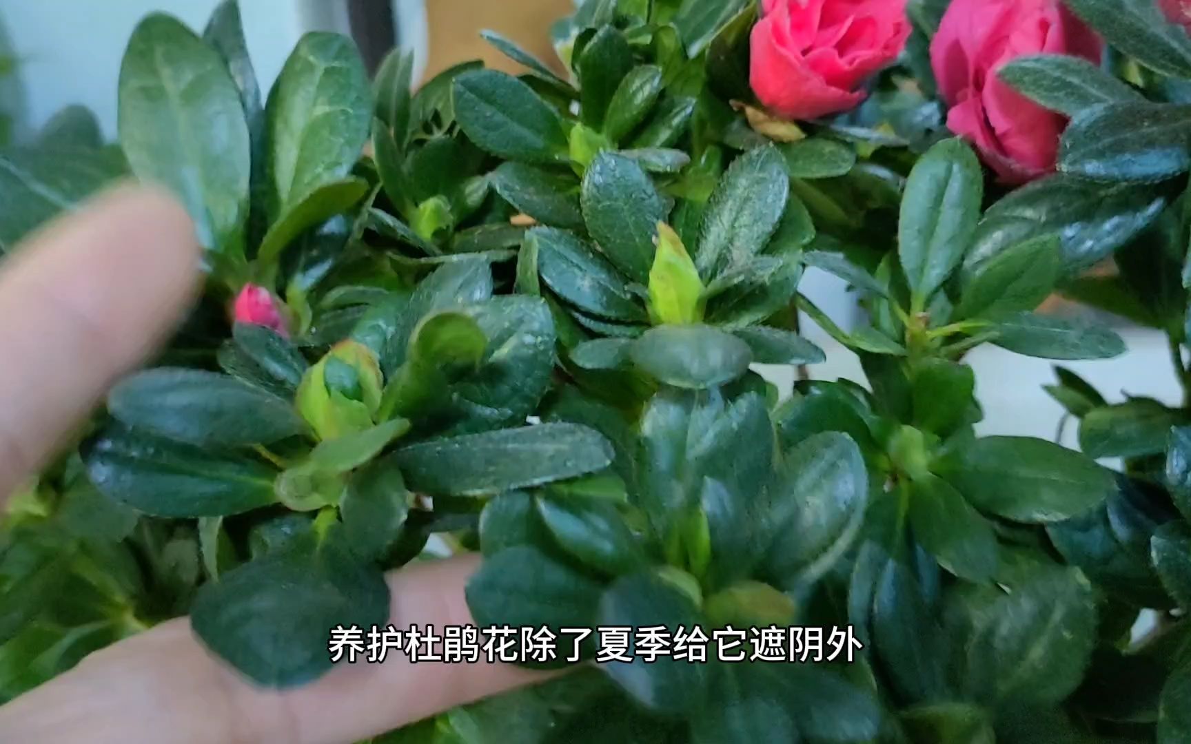 [图]杜鹃花有“4怕”，难怪总是养不活，新手赶紧看看