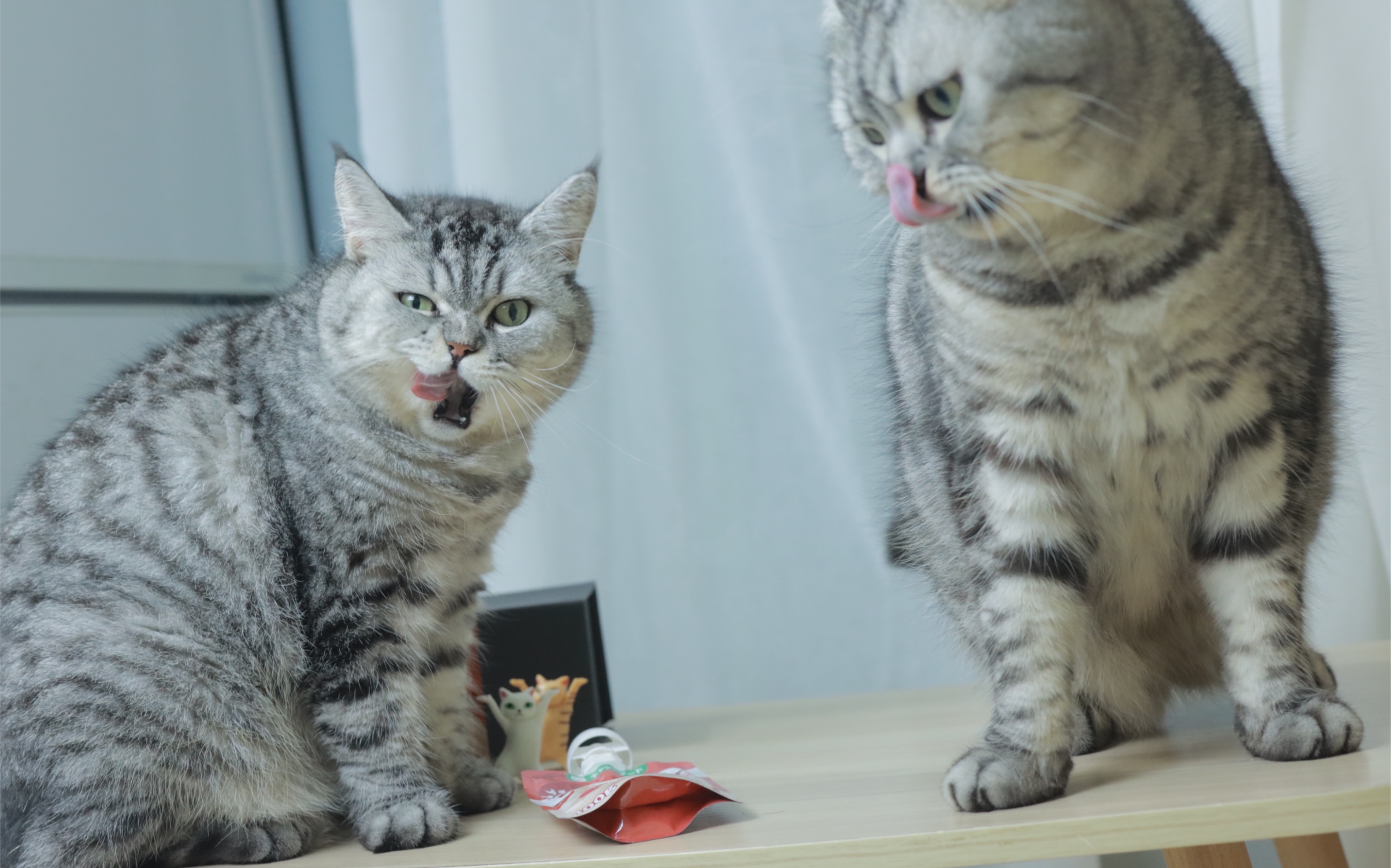 猫咪最爱的咕噜酱,吃个不停