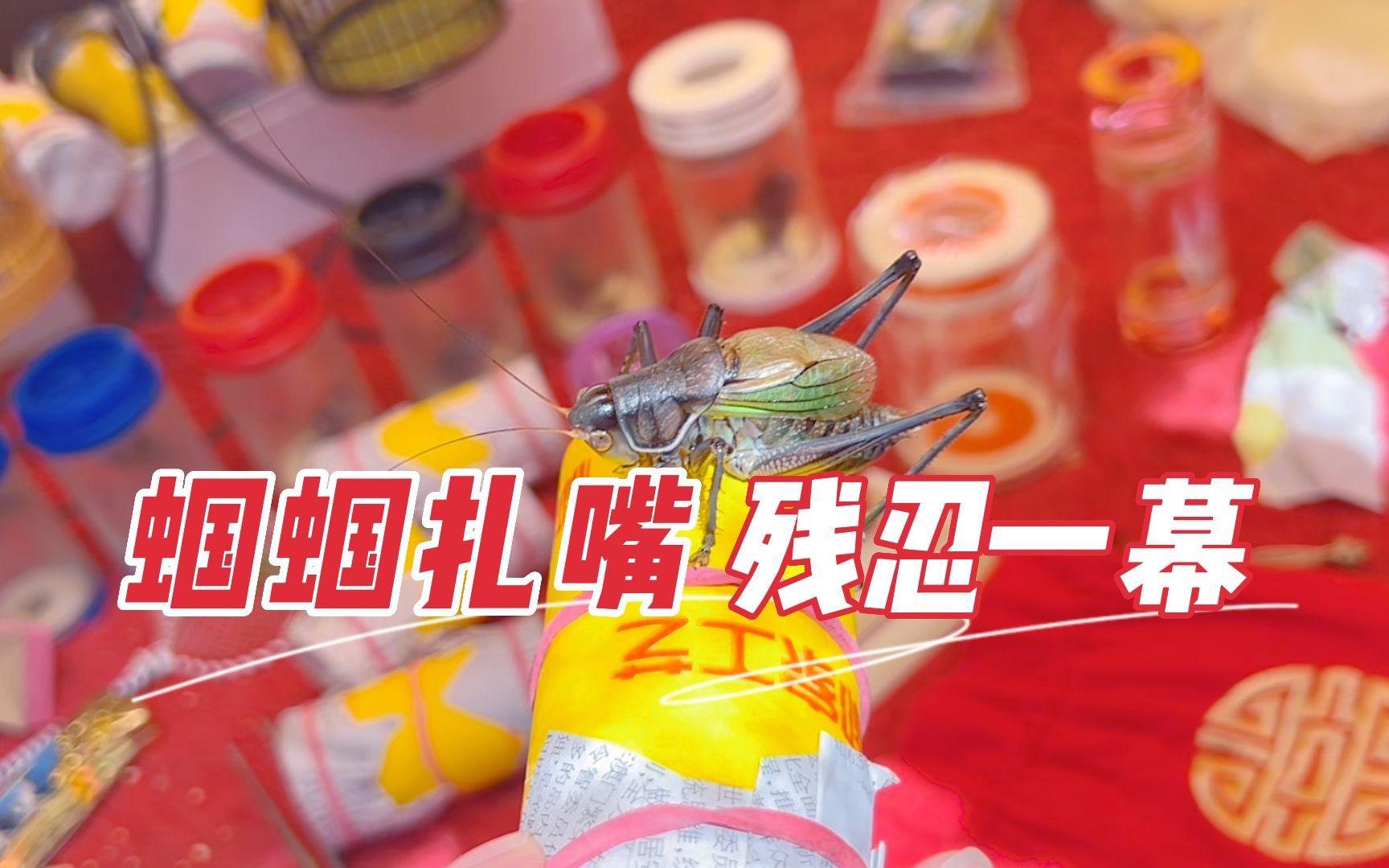 虫友在白佛花鸟鱼虫市场挑蝈蝈，看到残忍一幕