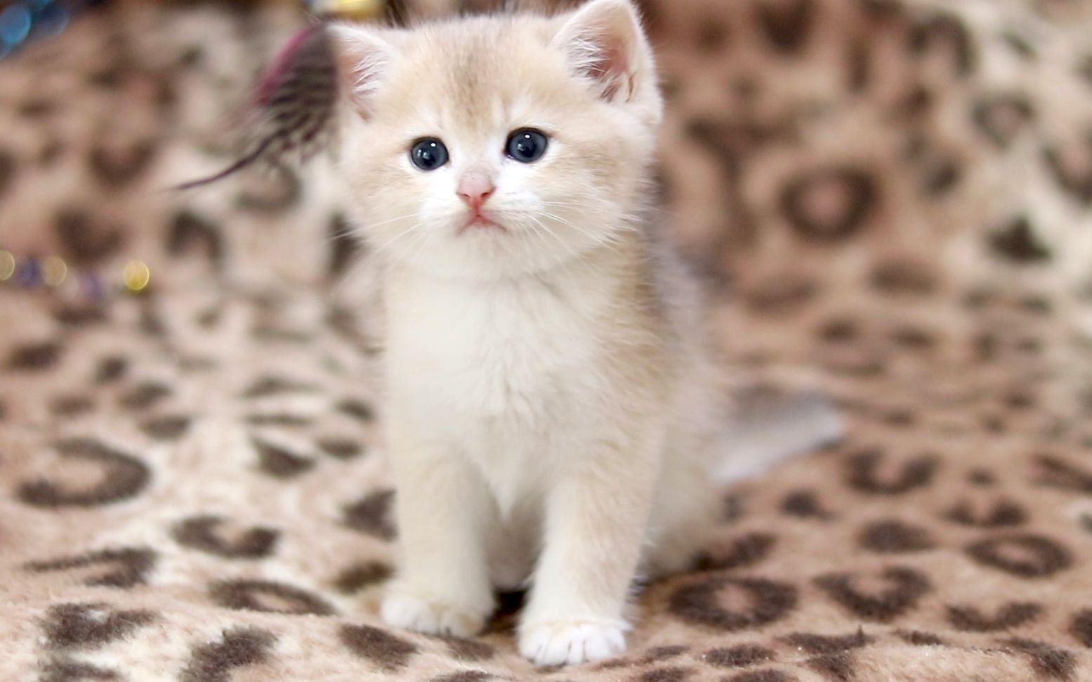 最萌小猫咪-蓝金渐层