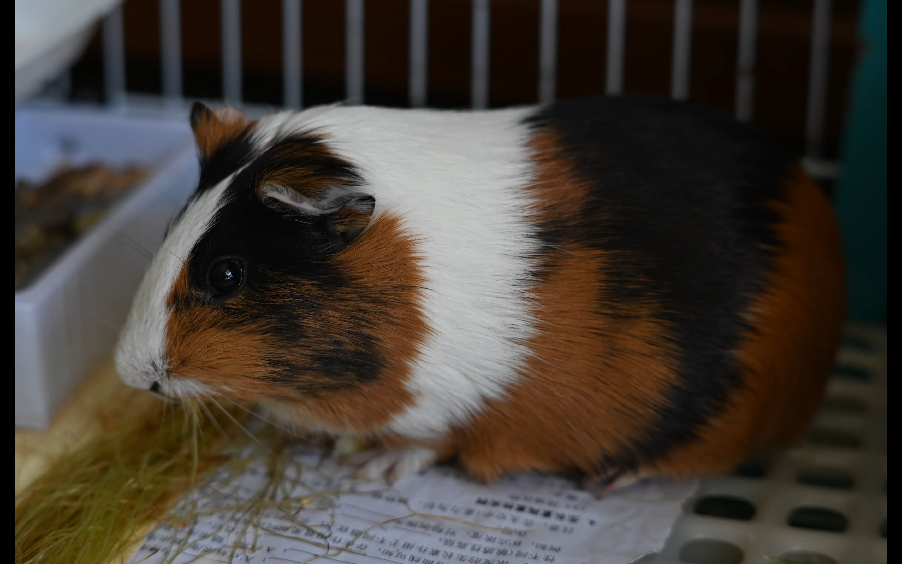 【宠物】豚鼠~day and night