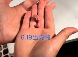 Descargar video: 【玄凤鹦鹉成长记】刚出壳也太小了吧！现在满月啦！