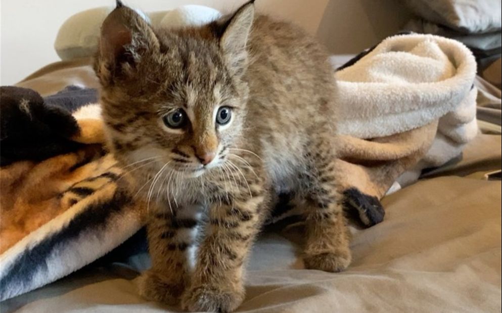 超可爱的猞猁幼崽,楚楚可怜的眼神让人心里痒痒的