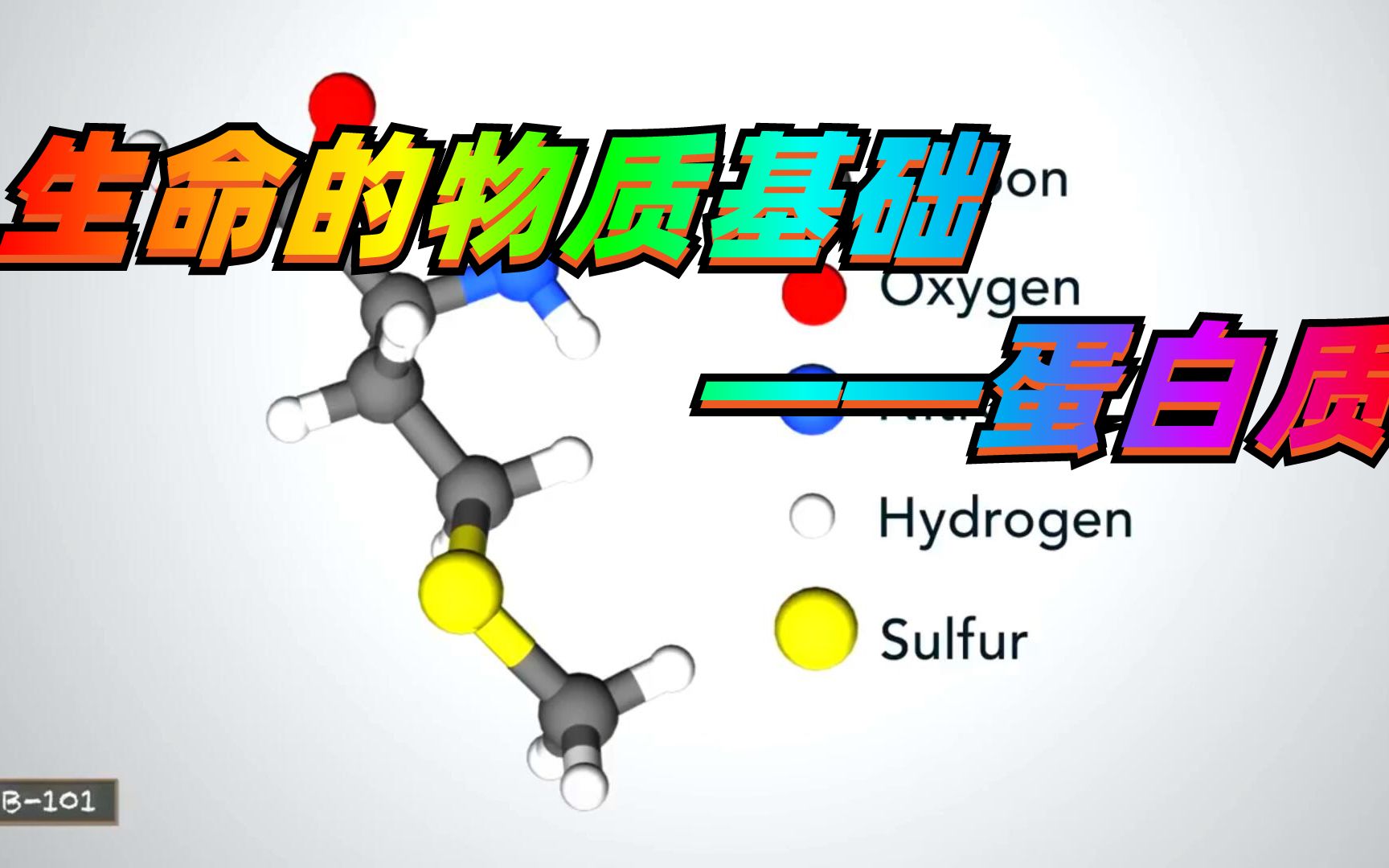 【蛋白质】生命的物质基础哔哩哔哩bilibili