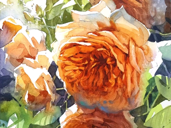 【水彩】no464《橙色玫瑰》八开花卉视频