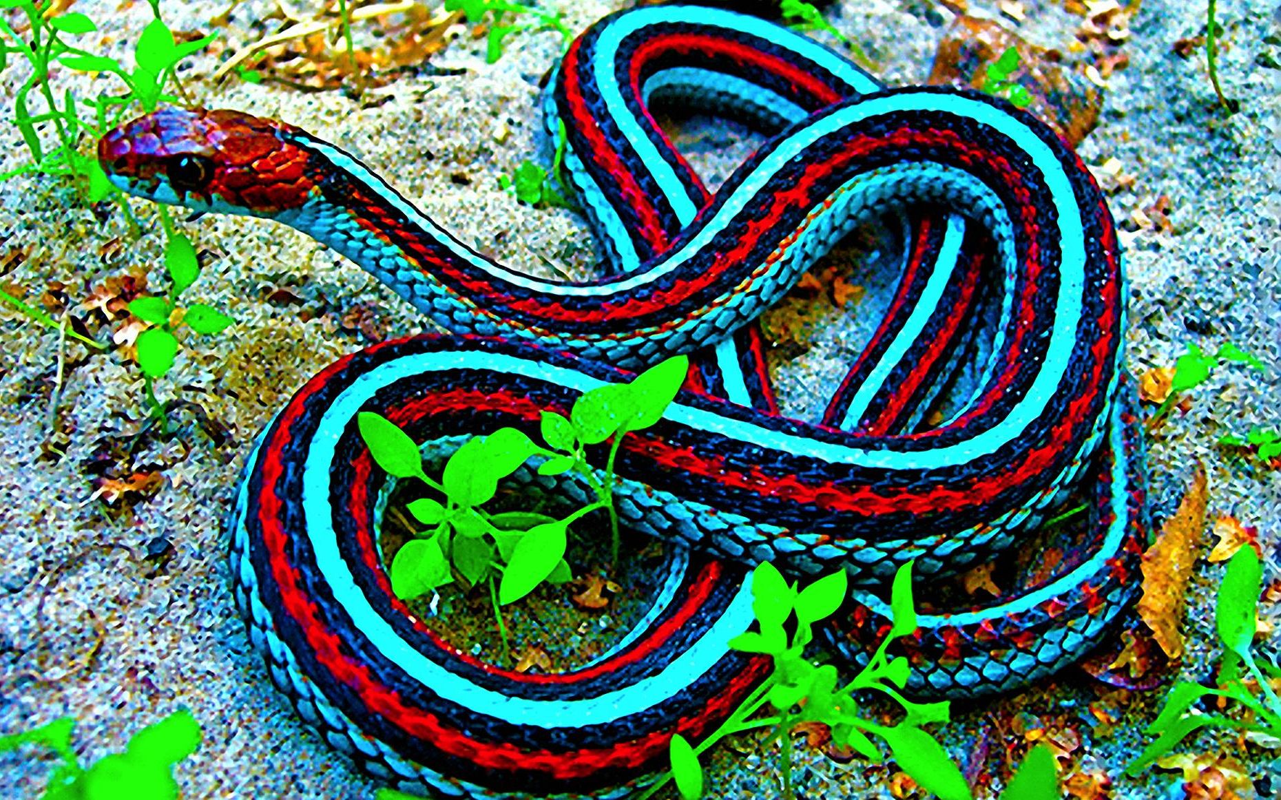 十大最罕见的蛇图片