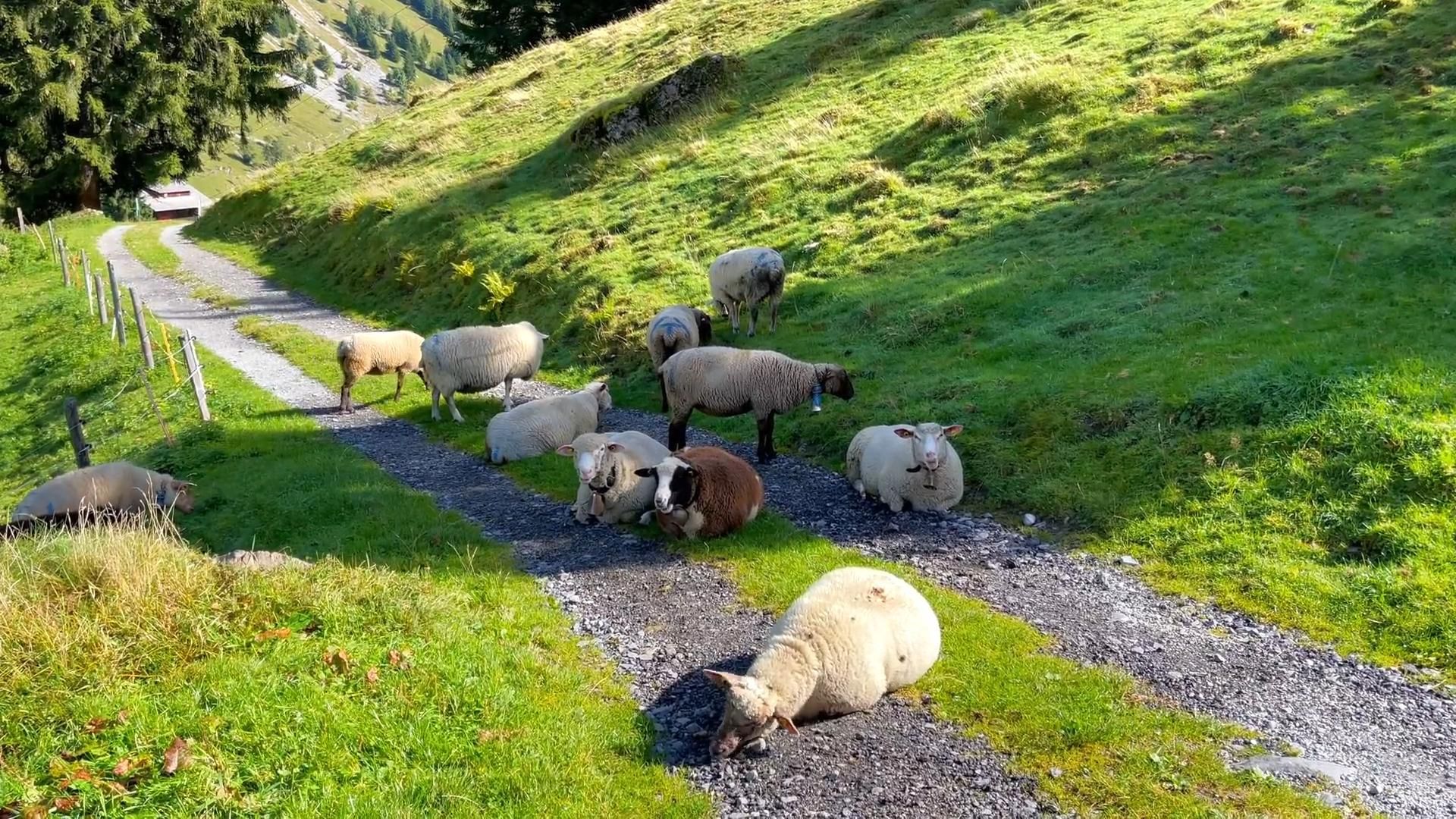 "一群大头羊,烤起来肯定香(04﹃04)"