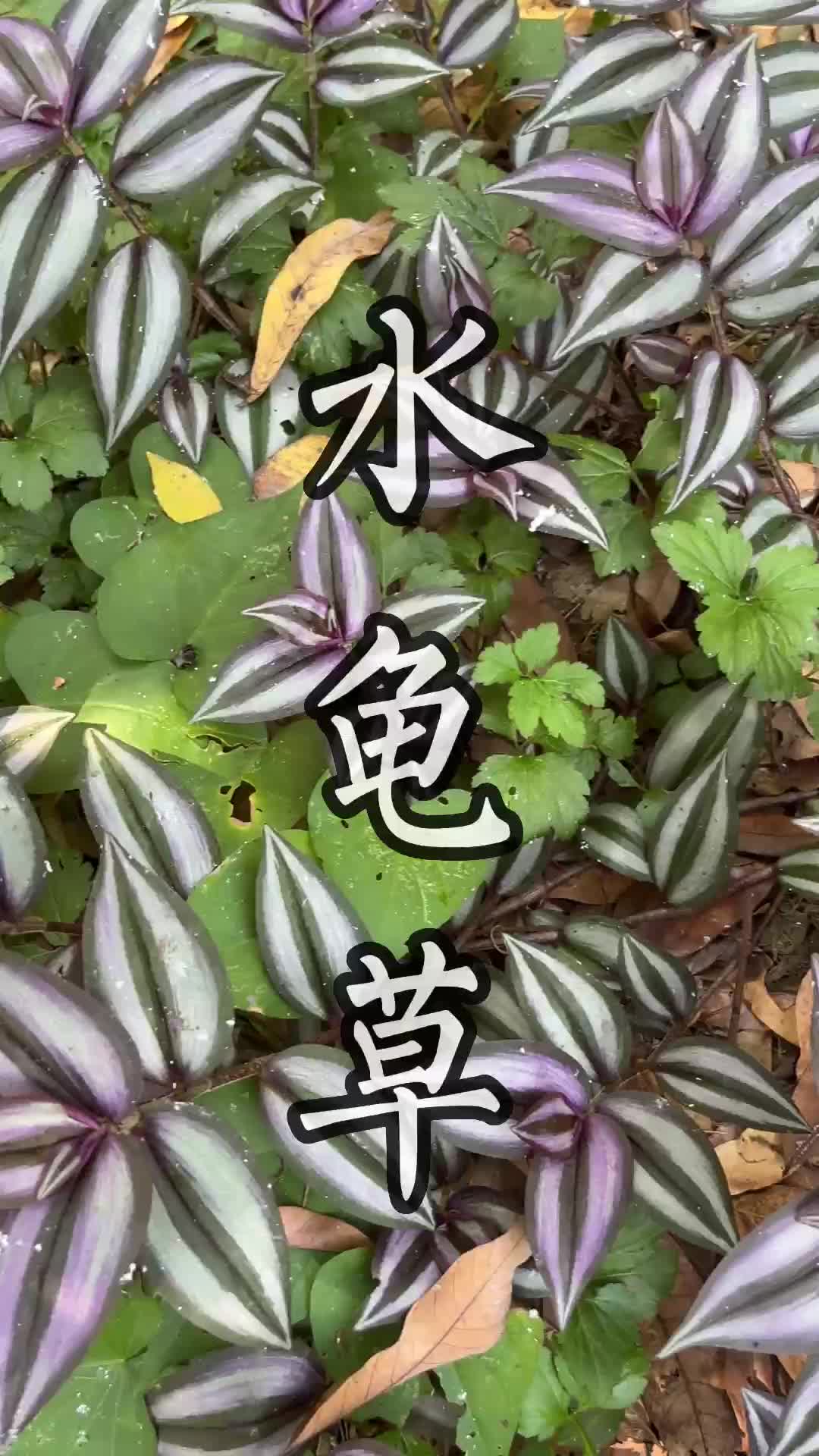 石金钱龟功效图片