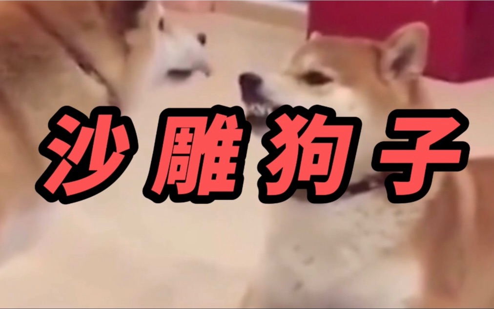 沙雕狗子迷惑行为大赏