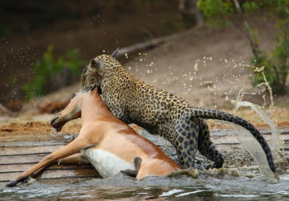 花豹疯狂捕食羚羊!