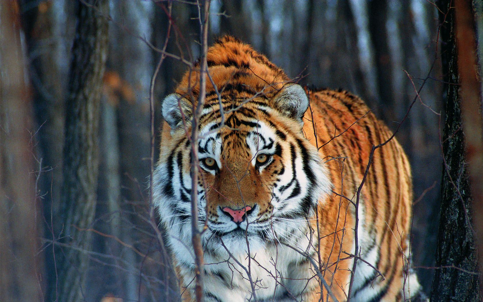 远古西伯利亚虎图片