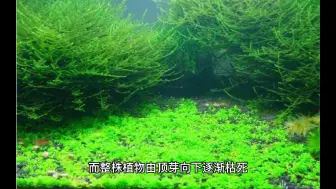 Tải video: 水草缺乏硫、钾、钙的表现及防治！