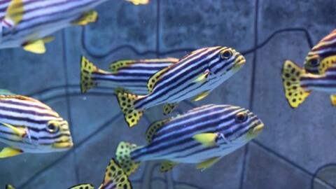 燕子花旦 斑胡椒鲷plectorhinchus Chaetodonoides的幼鱼 哔哩哔哩 Bilibili