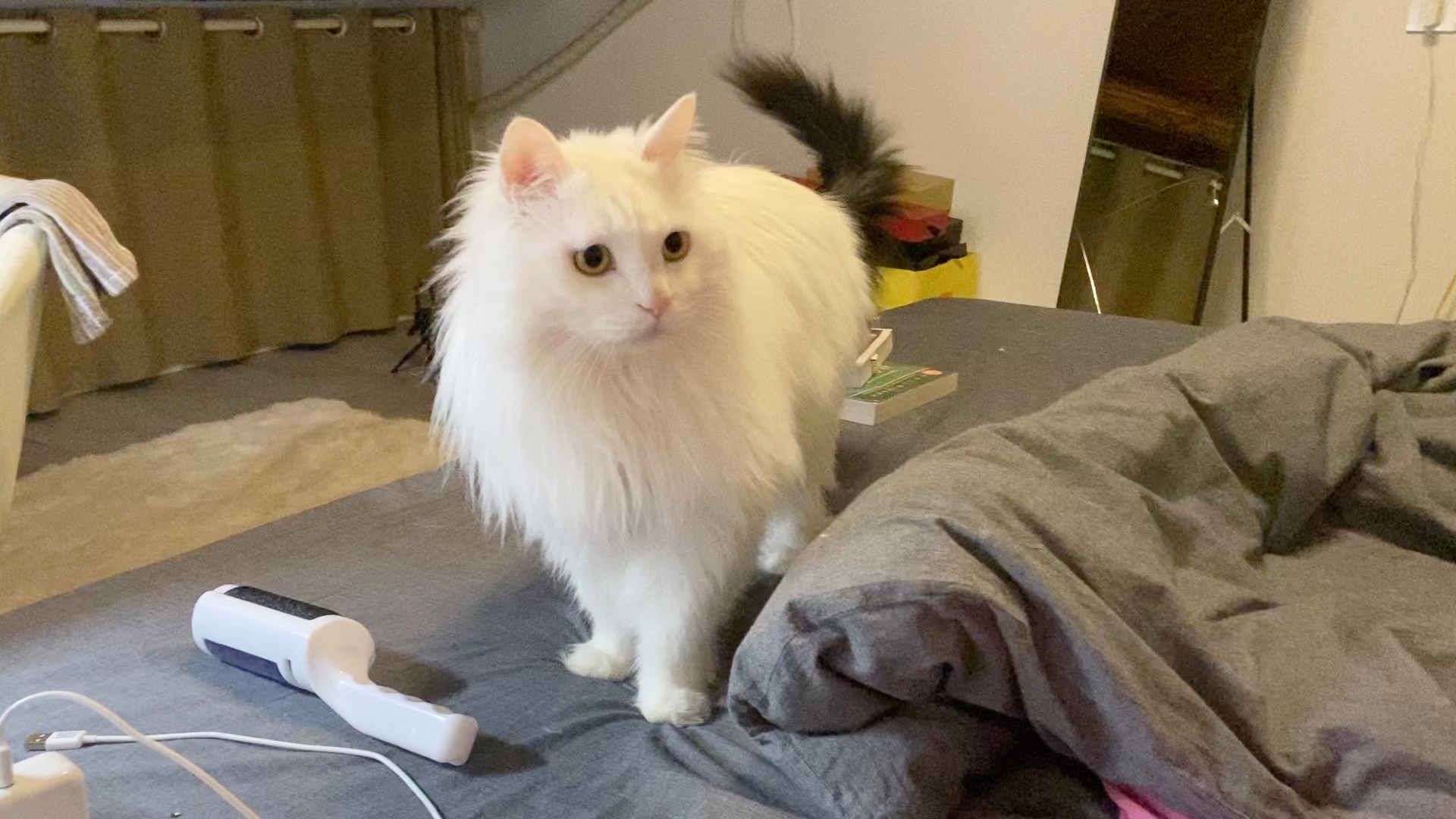 山东狮子猫小将军和你说521快乐鸭