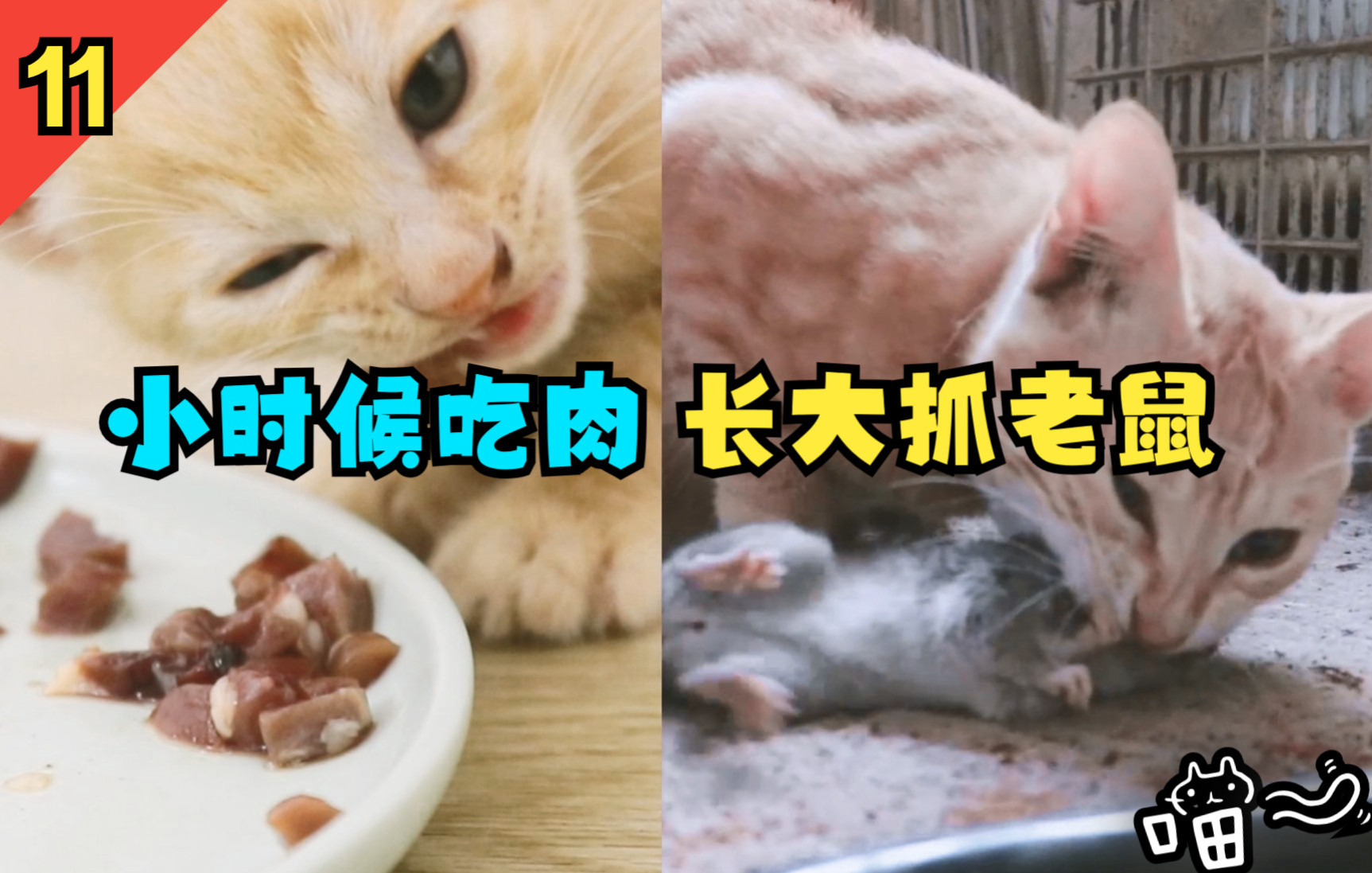 [图]橘猫会的技能不多，抓老鼠、干饭