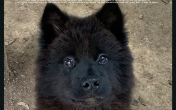 【随心家的田园】黑色土松小公狗