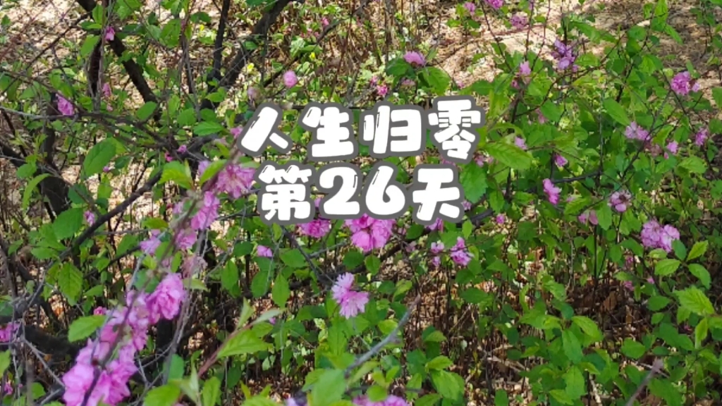 活动作品人生归零第26天