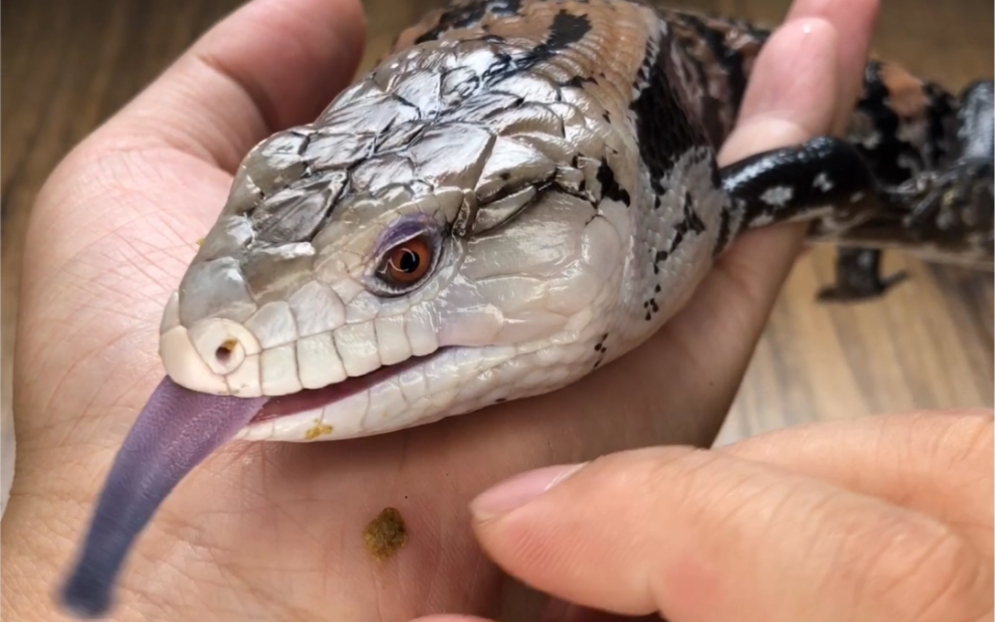 石域科学世界第二大石龙子蓝舌石龙子