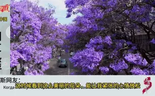 Video herunterladen: 老外欣赏昆明蓝花楹，外国网友：中国人很幸福