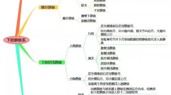 解剖学 思维导图哔哩哔哩bilibili