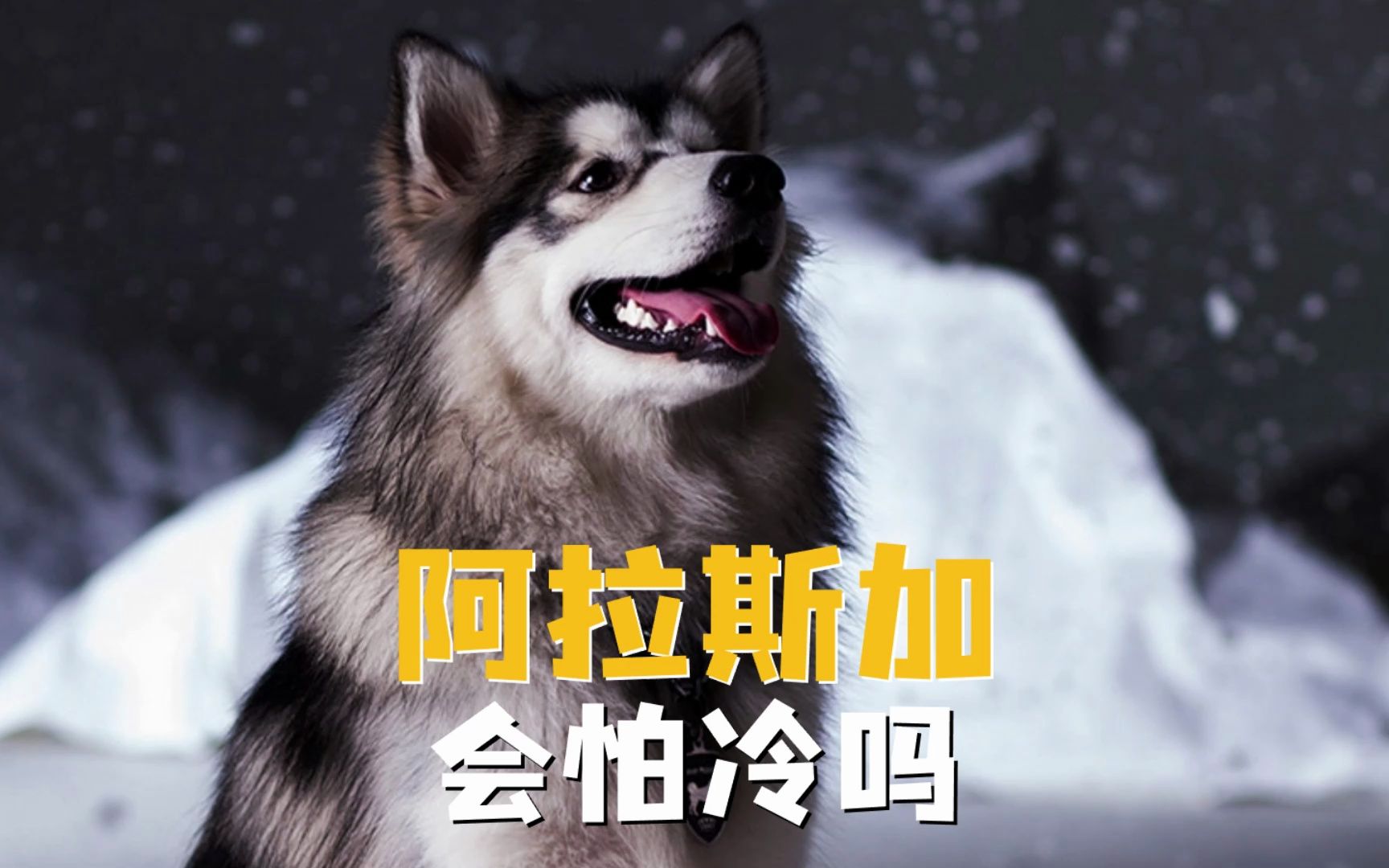 毛茸茸的阿拉斯加会不会怕冷?