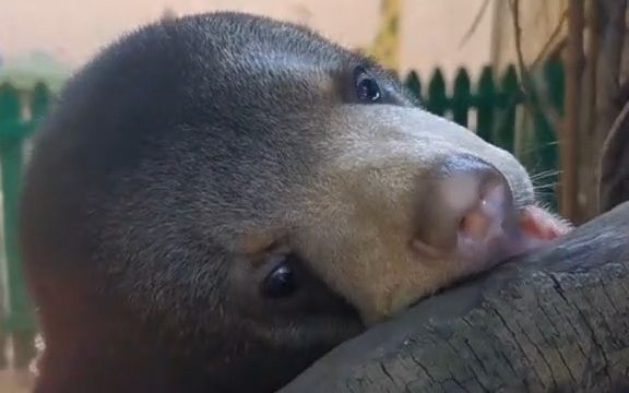 【熊】调皮的马来熊宝宝,喜欢啃东西!