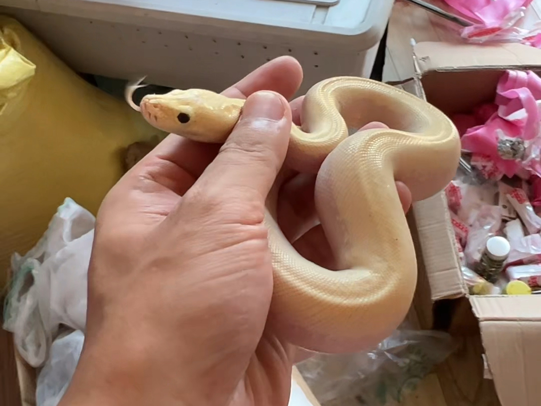 "在山上捡了一堆白色小蟒蛇"