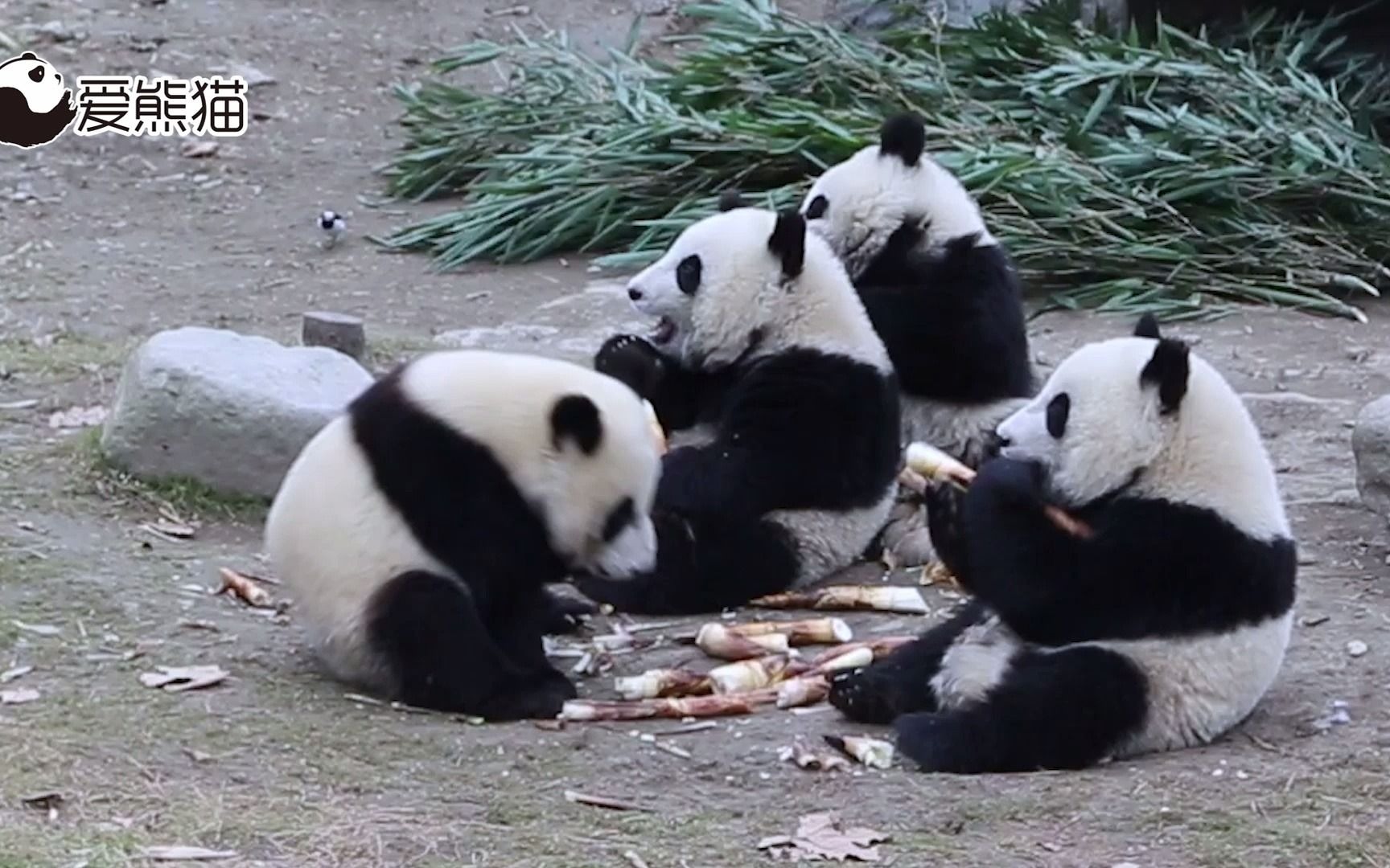 [图]个个都是小胖墩