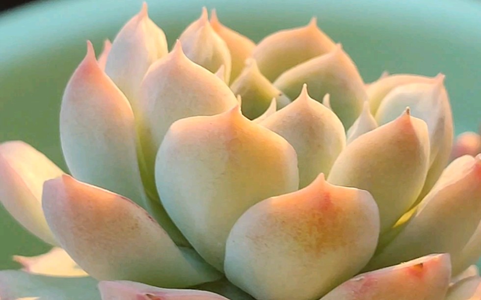 推荐给多肉浸盆浇水~香草冰沙.