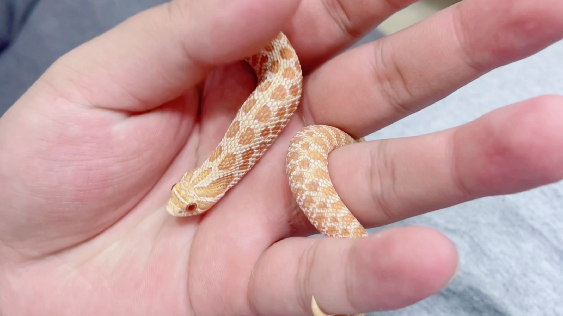 养猪鼻的第一天(小猪鼻的成长日记)