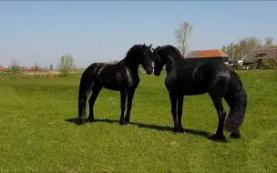 Tải video: 弗里斯兰公马在牧场相遇 一言不合就打架~！Friesian horse stallionscolts meet each other in the field