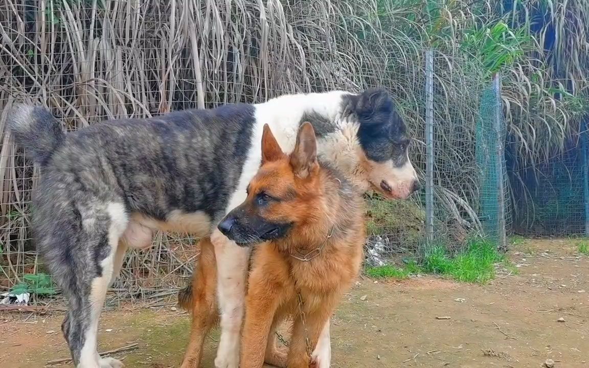 150斤中亚猎狼犬对战85斤德牧,气氛紧张谁能获胜