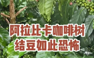 Download Video: 黄波邦不是波邦？卡蒂姆铁皮卡？这咖啡豆结果也太恐怖了吧！感觉树枝都要压断了云南普洱精品咖啡庄园#阿拉比卡#咖啡树#黄波邦#普洱精品咖啡