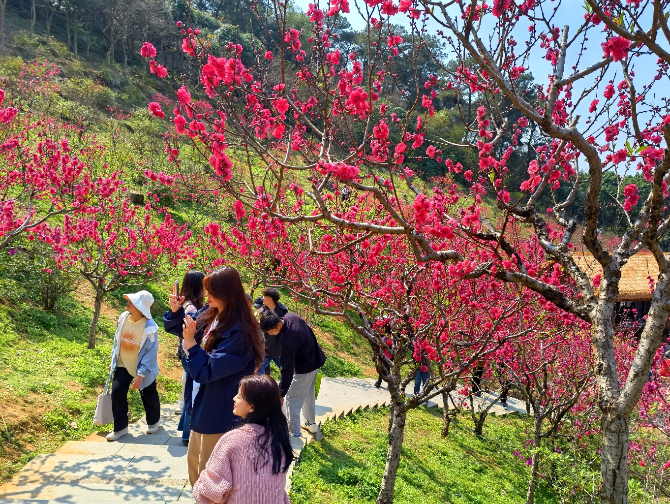 青秀山桃花图片