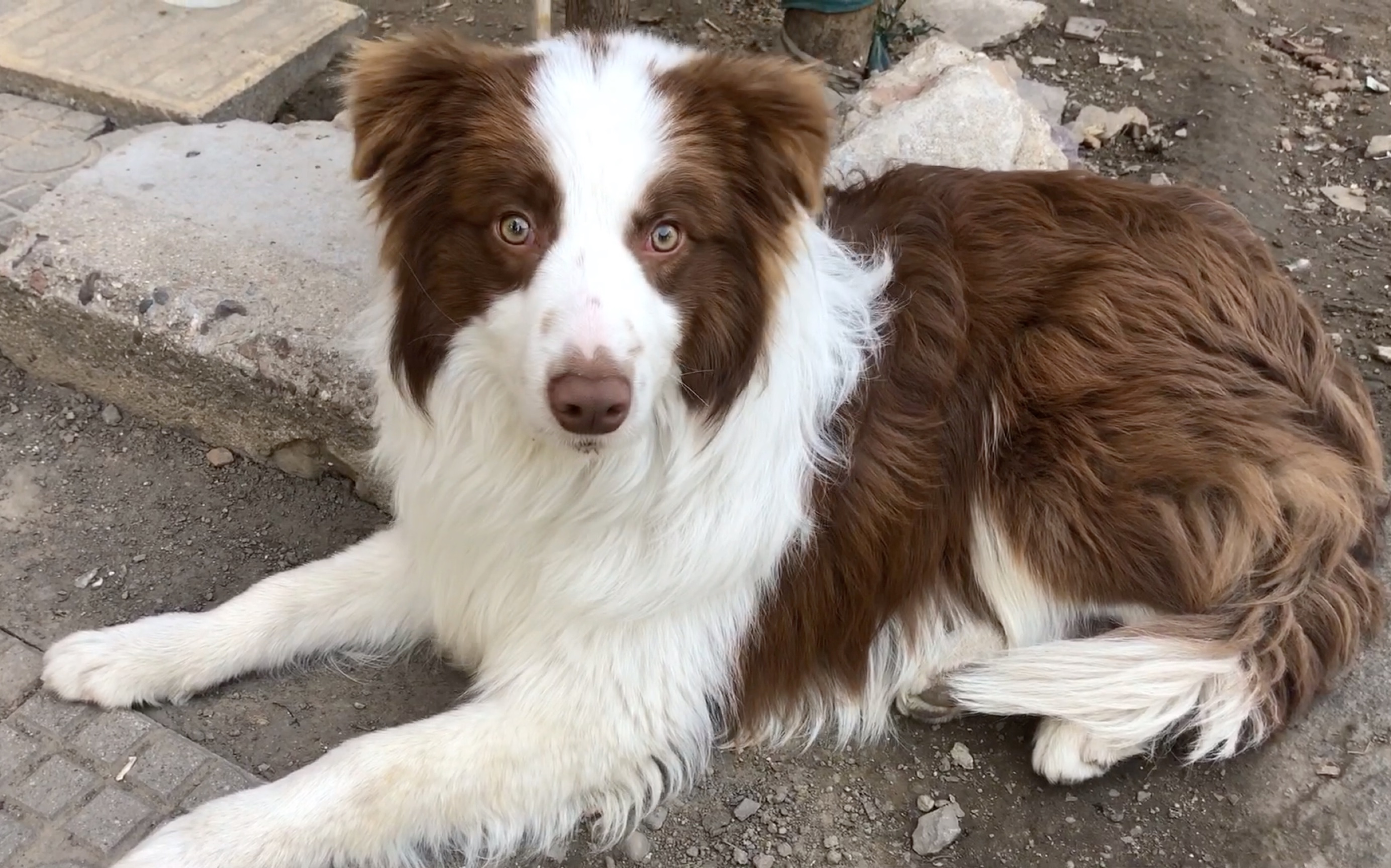 脑袋像车座子的边牧小狗,眼神清澈而愚蠢