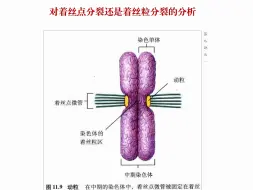 Download Video: 对着丝点分裂还是着丝粒分裂的分析