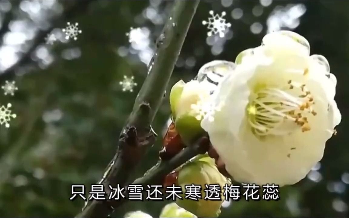 云菲菲《梅花泪》