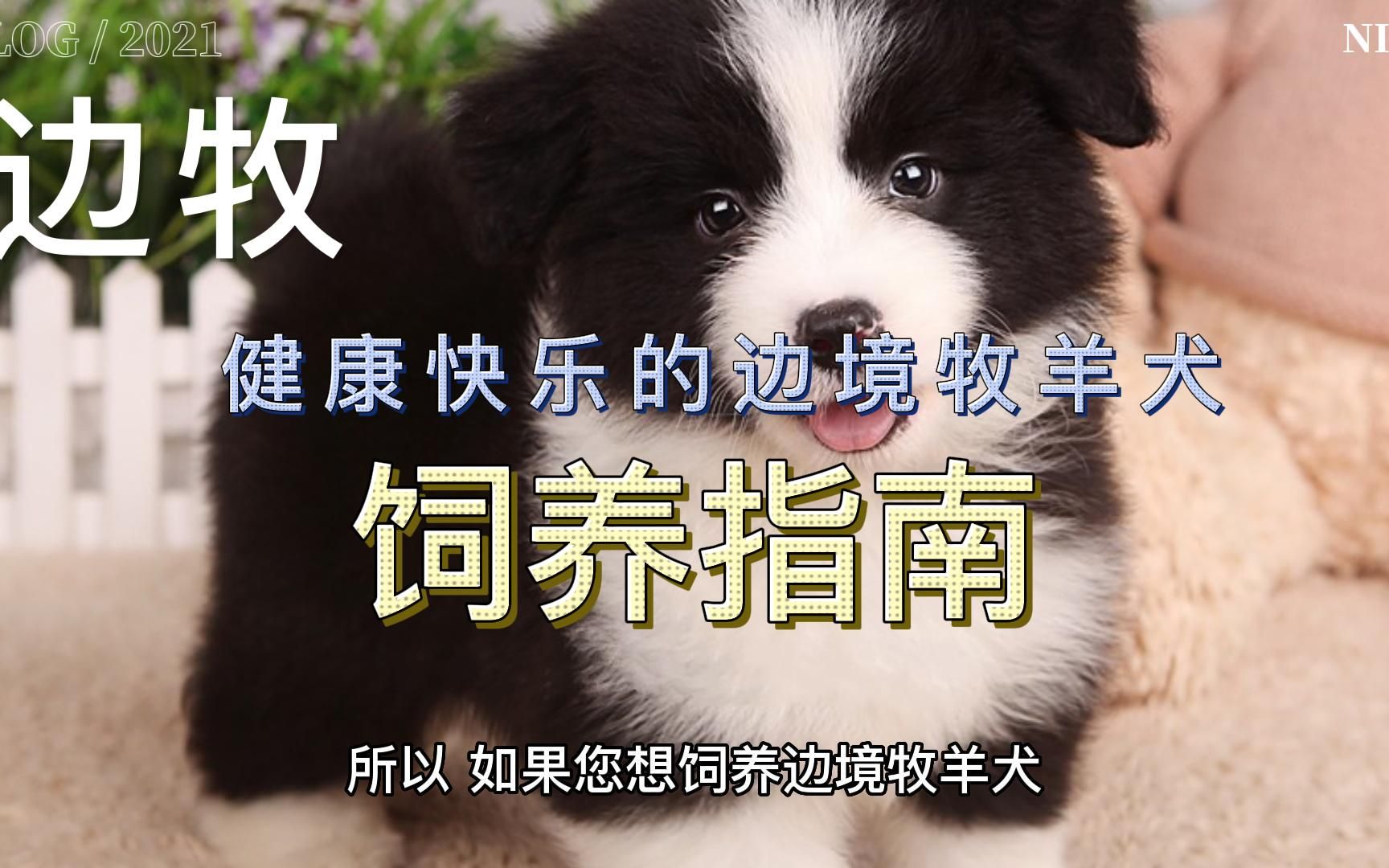 拥有一只健康快乐的边境牧羊犬:饲养指南哔哩哔哩bilibili