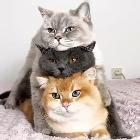 猛男必看[tv_流鼻血]   -《叠叠猫