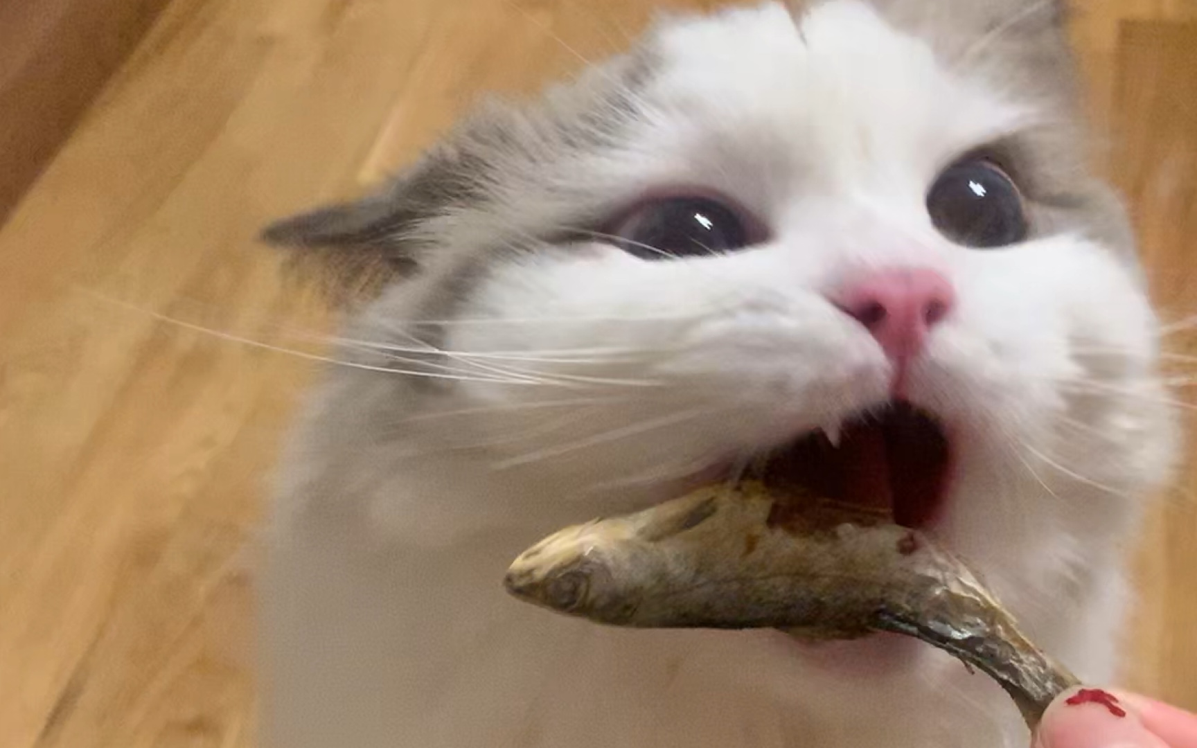 【布偶猫】一只被小鱼干控制住的猫(噬元兽)