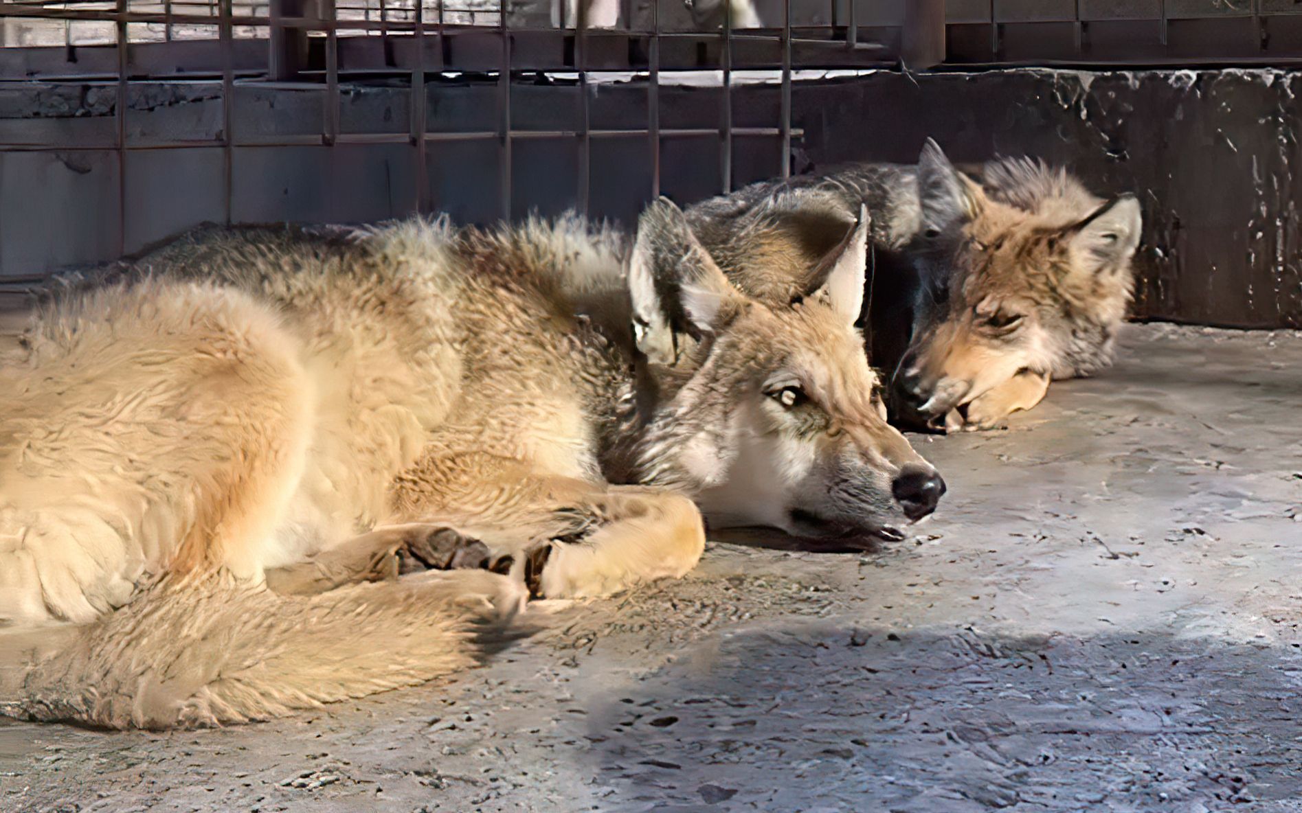 【转载】20年8月15号"我在新疆养狼"直播录像