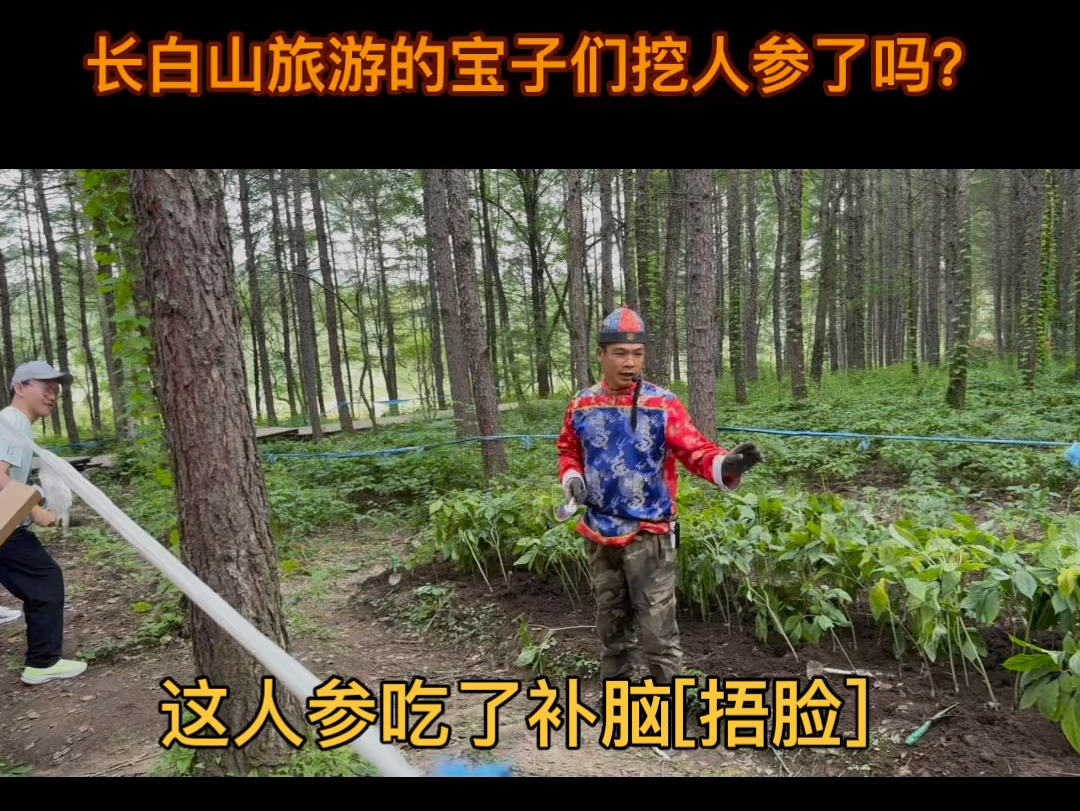 长白山旅游的宝子们挖人参了吗?在这个地方人参挖的有点交智商税了,这人参吃了补脑[捂脸]#长白山人参 #挖人参 #智商税 #吉林旅游 #跟团游 @飞龙机床...