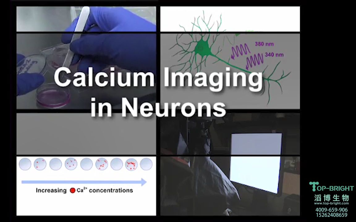 滔博生物Jove钙成像技术哔哩哔哩bilibili