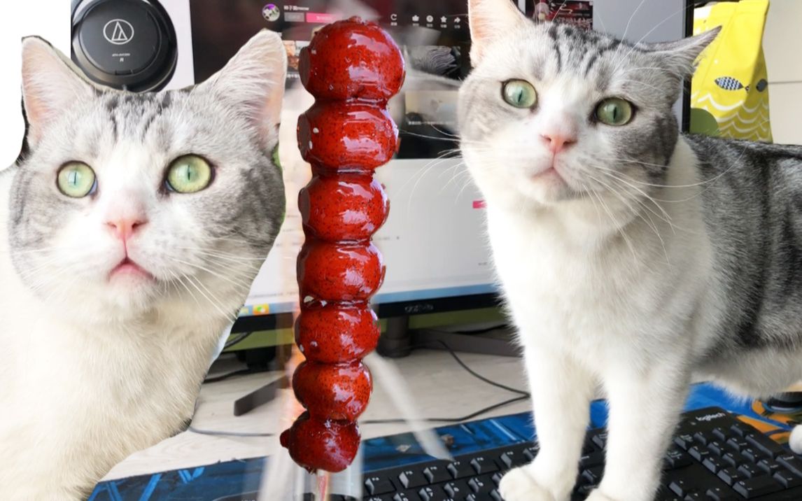 在猫咪面前吃冰糖葫芦,主子酸到流口水.