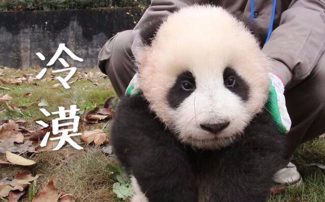 【苏珊】铲屎的赶紧把胡萝卜给本宫