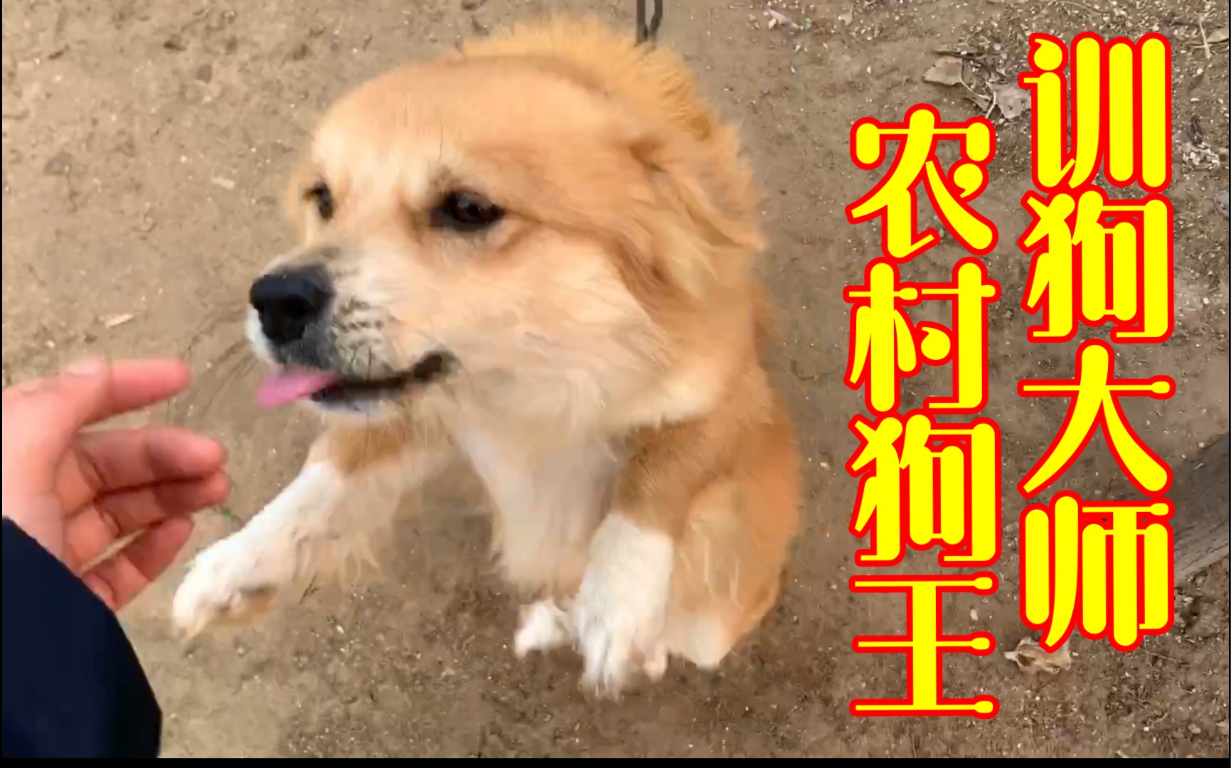 【星·vlog】农村狗王,人和狗总得疯一个