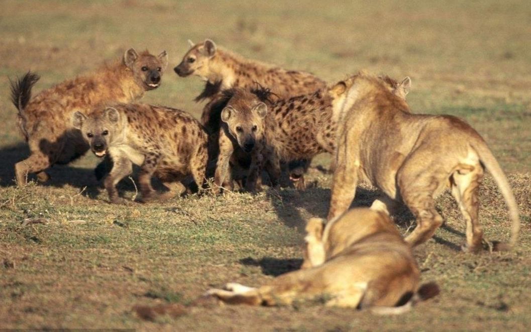 母狮和鬣狗群混战 最后寡不敌众